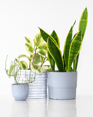 conjunto de vasos com plantas